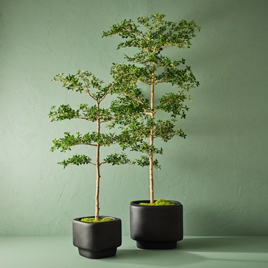 Artificial black olive tree 243cm – view 3