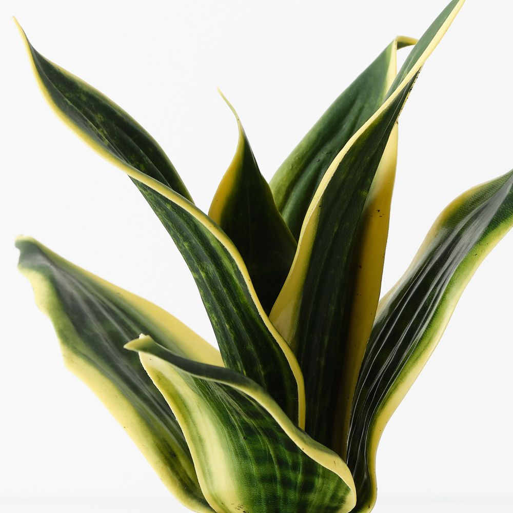 Artificial sansevieria snake plant 19cm, green and yellow – view 2