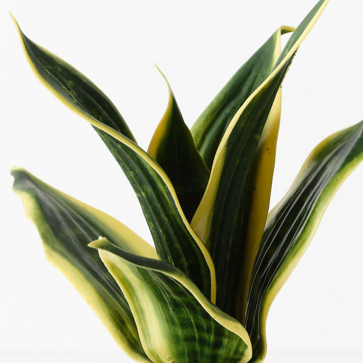 Artificial sansevieria snake plant 19cm, green and yellow – view 2
