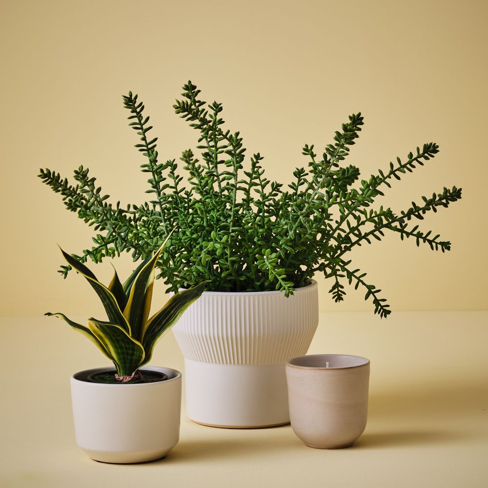 Artificial sansevieria snake plant 19cm, green and yellow – view 3