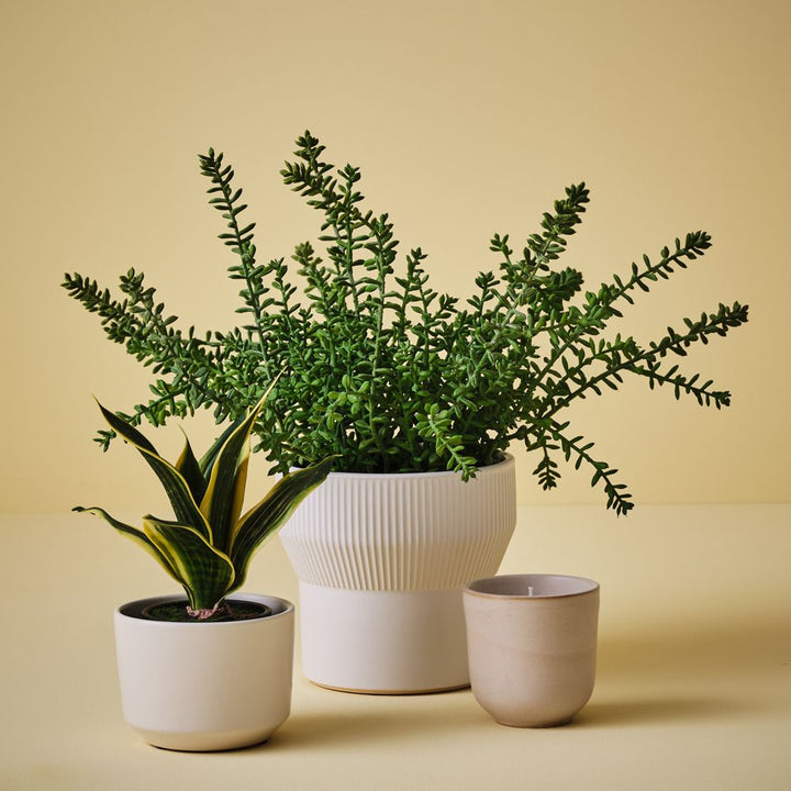 Artificial sansevieria snake plant 19cm, green and yellow – view 3