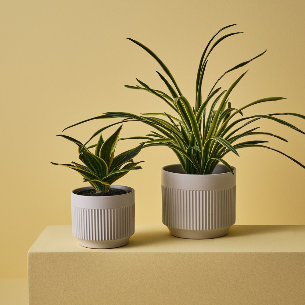 Artificial sansevieria snake plant 25cm, green and yellow – view 3