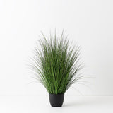Grass Plant