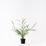 Grass Plant