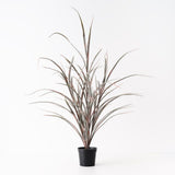 Grass Plant