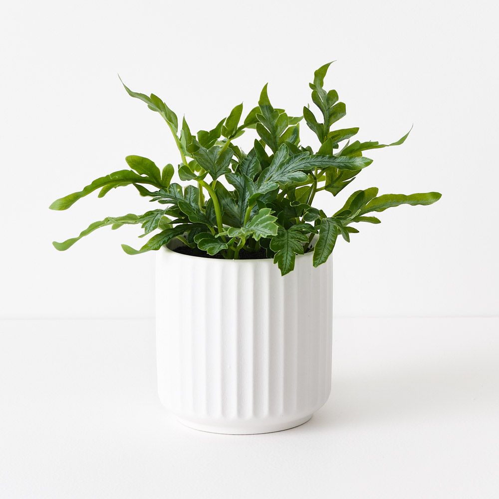 Artificial kangaroo fern in white ceramic pot 19cm