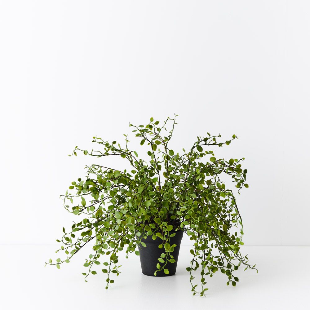 Artificial maidenhair vine plant 30cm