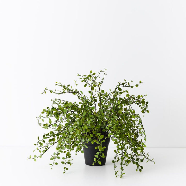Artificial maidenhair vine plant 30cm