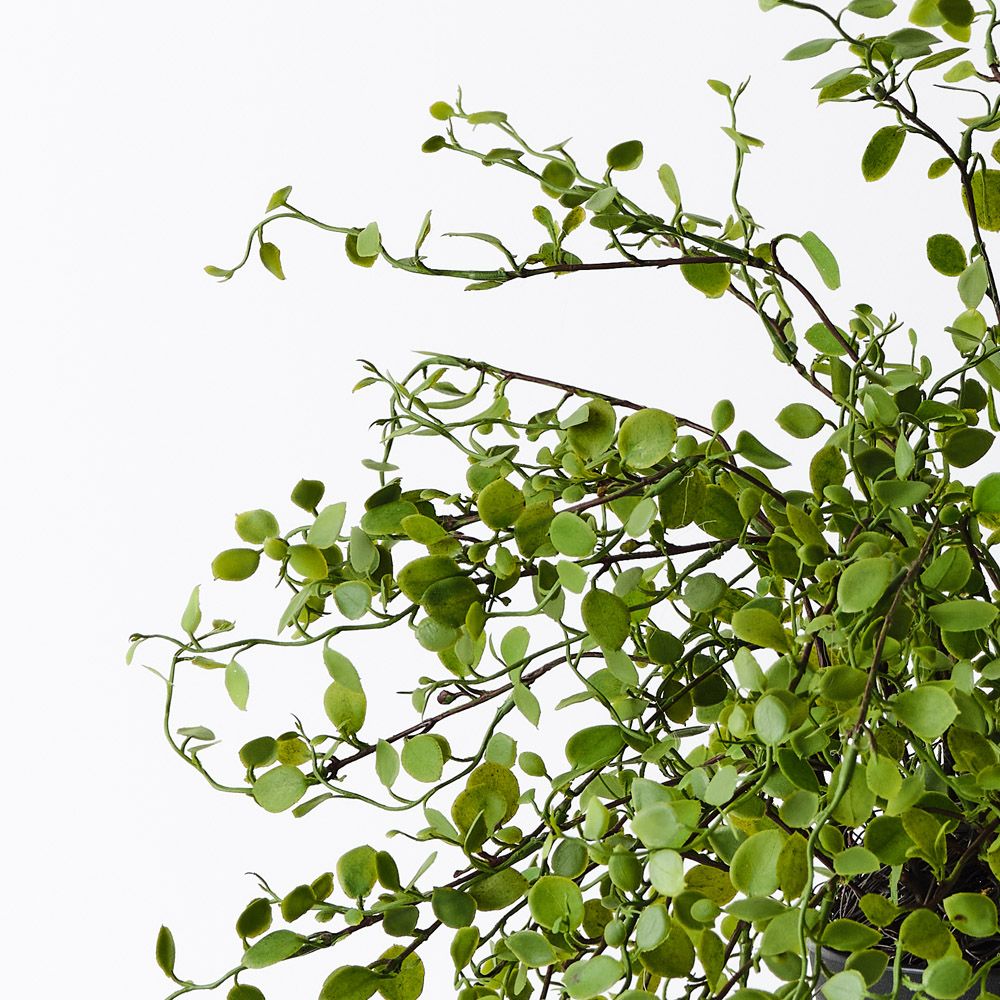 Artificial maidenhair vine plant 30cm – view 2