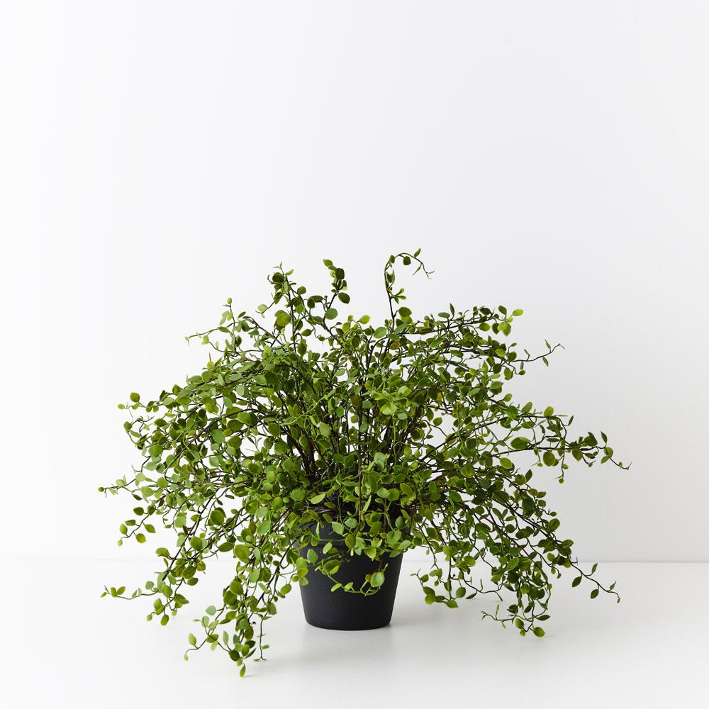 Artificial maidenhair vine plant 36cm