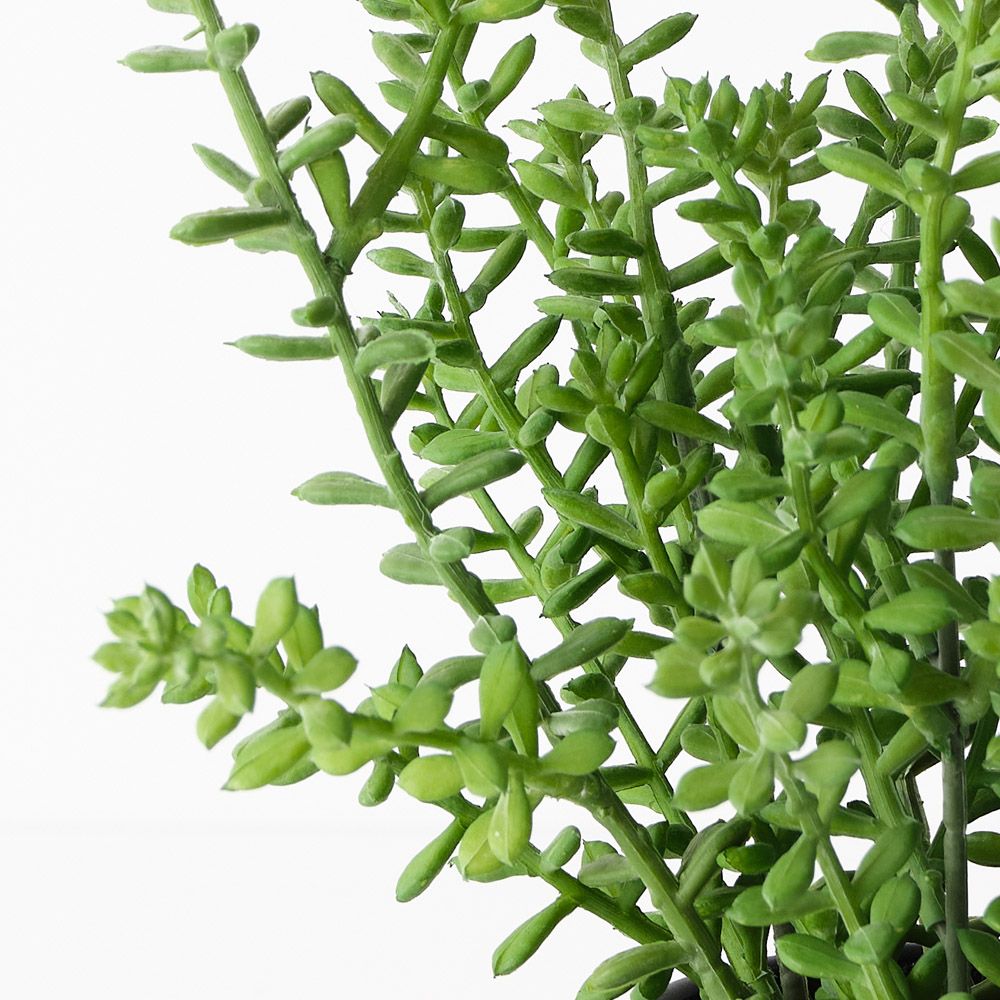 Artificial sedum succulent plant 25cm – view 2