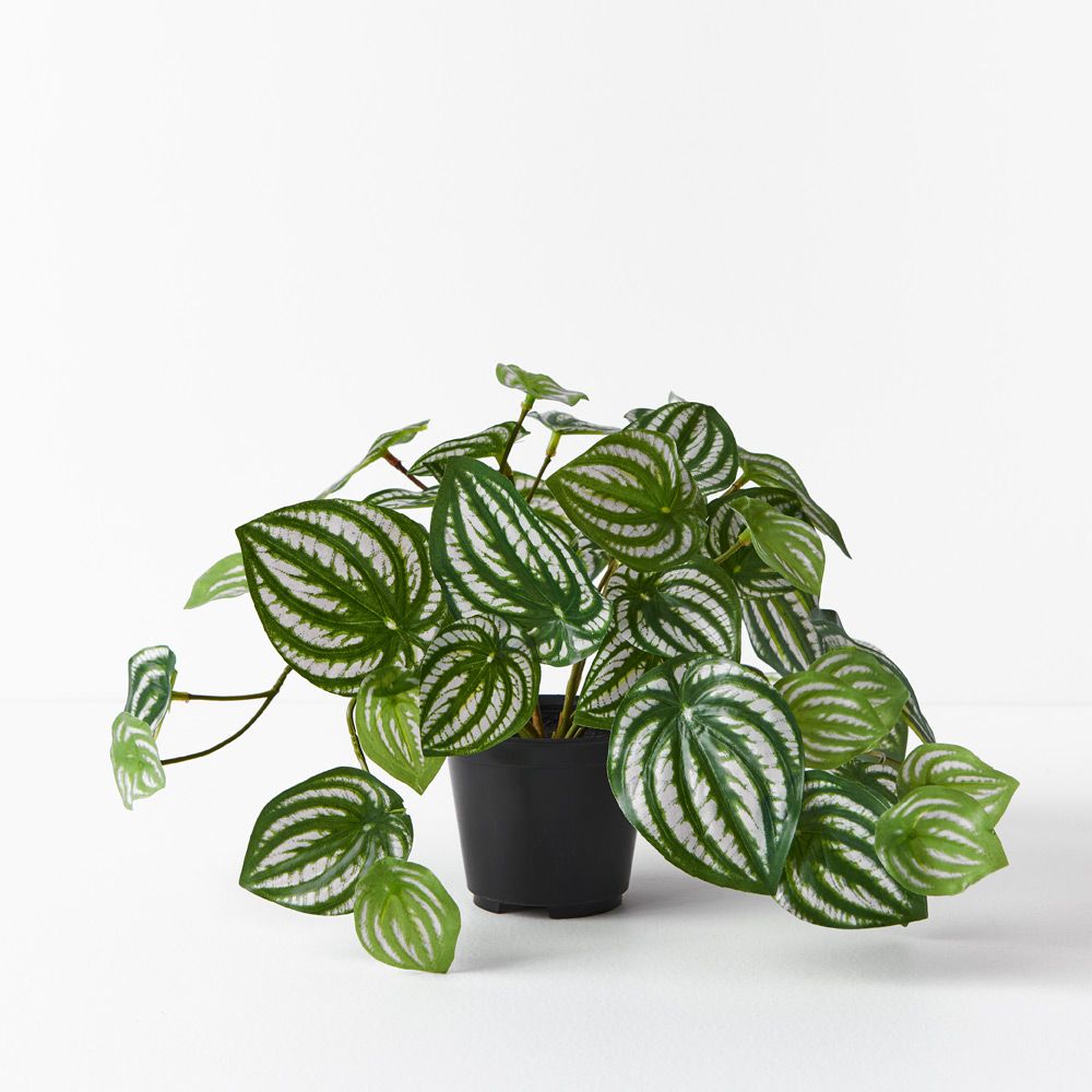 Small artificial peperomia in pot 19cm