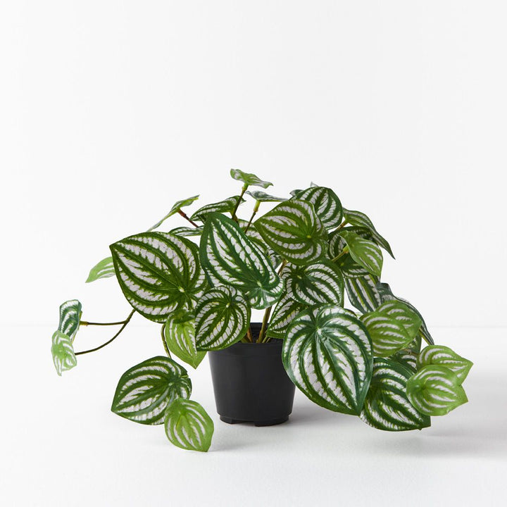 Small artificial peperomia in pot 19cm