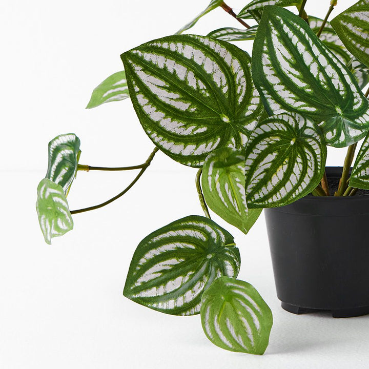 Small artificial peperomia in pot 19cm – view 2