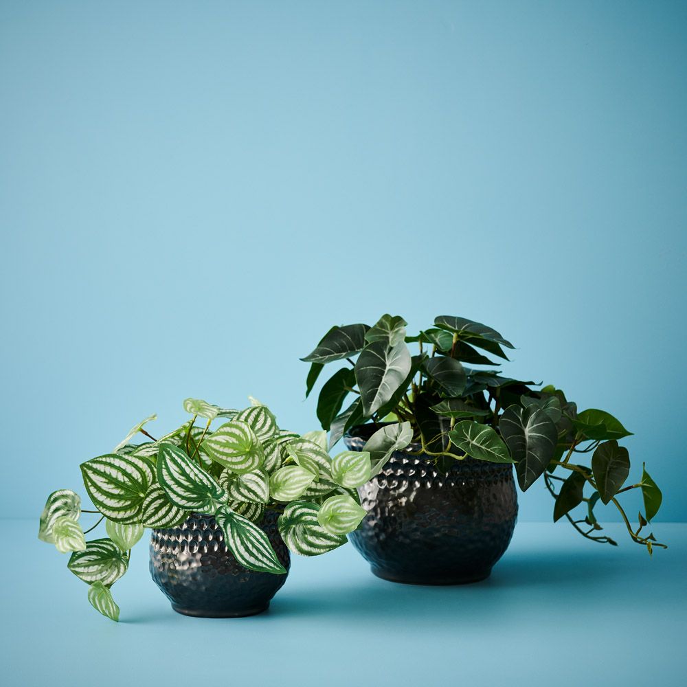 Small artificial peperomia in pot 19cm – view 3