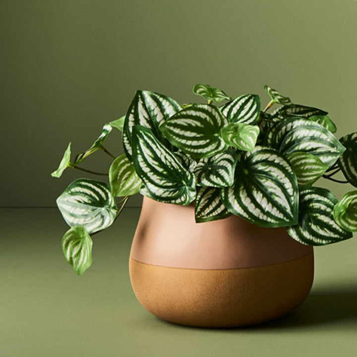 Small artificial peperomia in pot 19cm – view 4