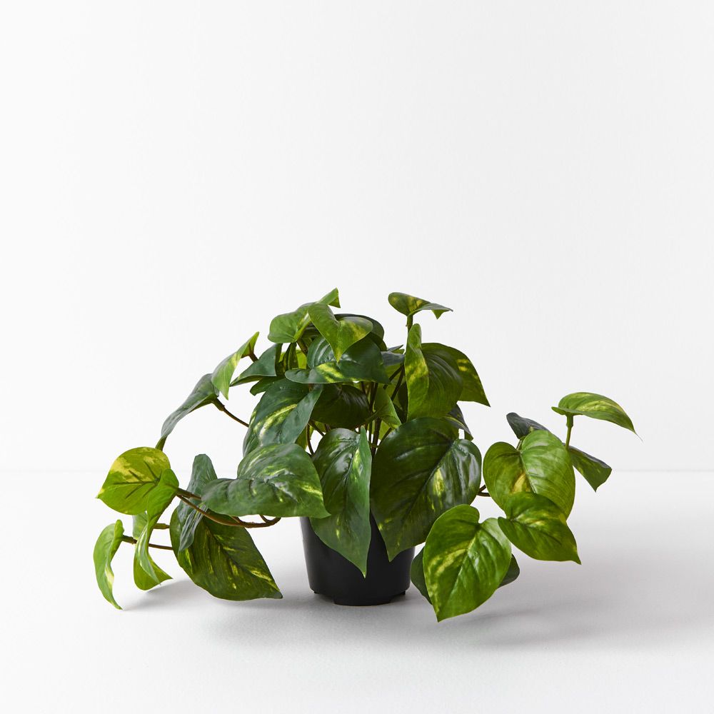 Small artificial variegated pothos in pot 19cm