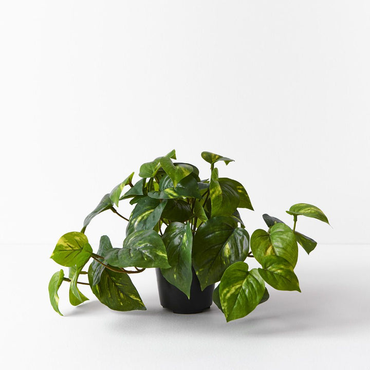 Small artificial variegated pothos in pot 19cm