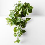 Pothos in Pot