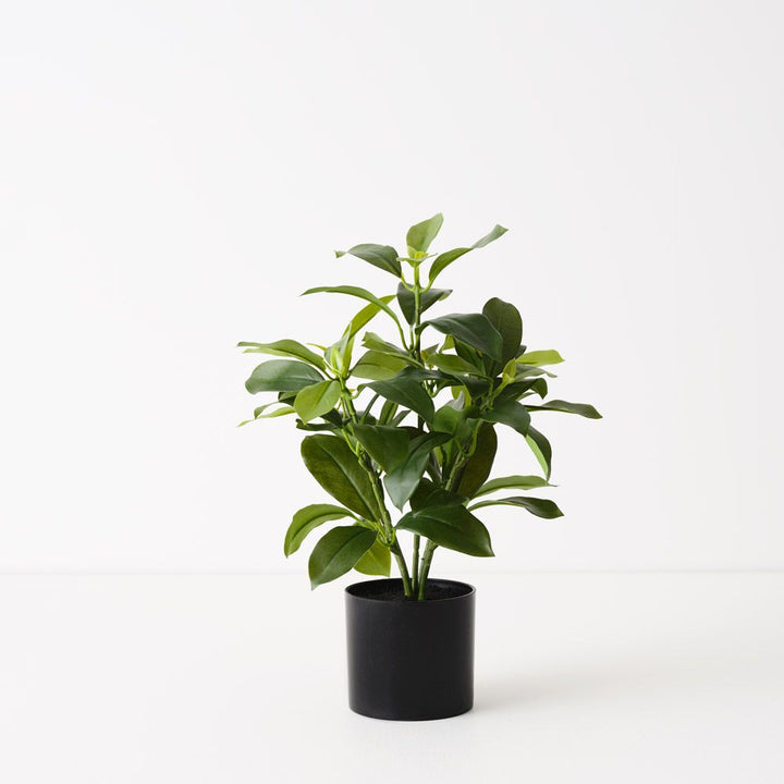 Artificial fagraea ceilanica plant 38cm