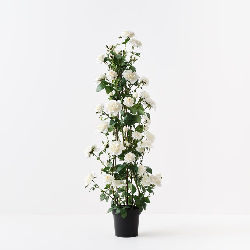 Artificial white English rose climbing plant 145cm