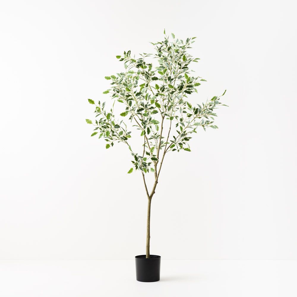 Artificial variegated ficus tree 210cm
