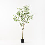 Ficus Tree