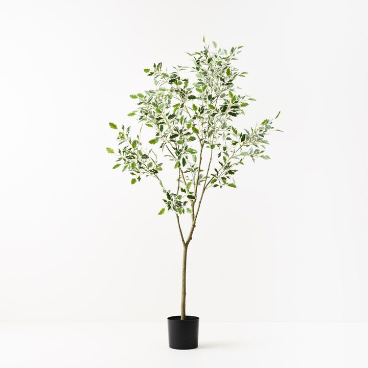Artificial variegated ficus tree 210cm