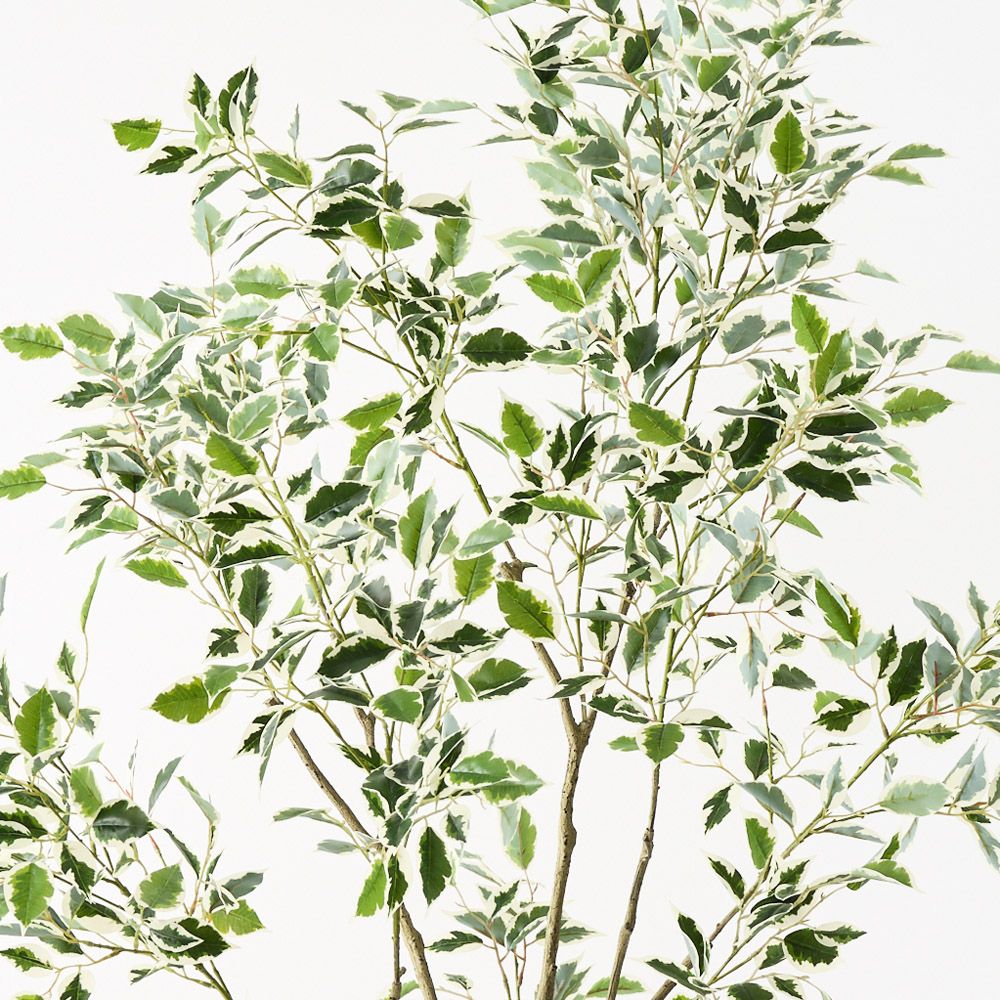 Artificial variegated ficus tree 210cm – view 2