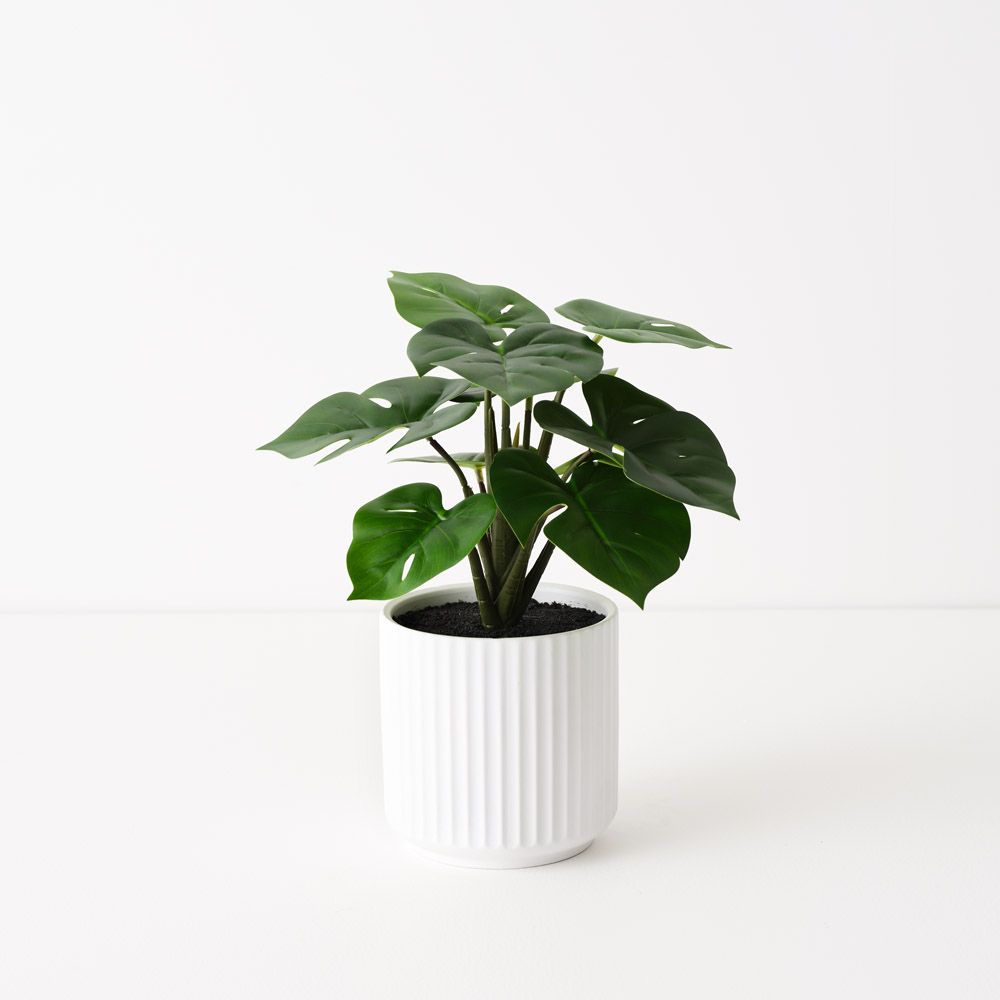 Artificial monstera plant in pleated white pot 25cm