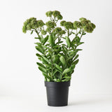 Sedum Plant