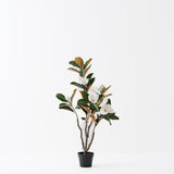 Magnolia Tree