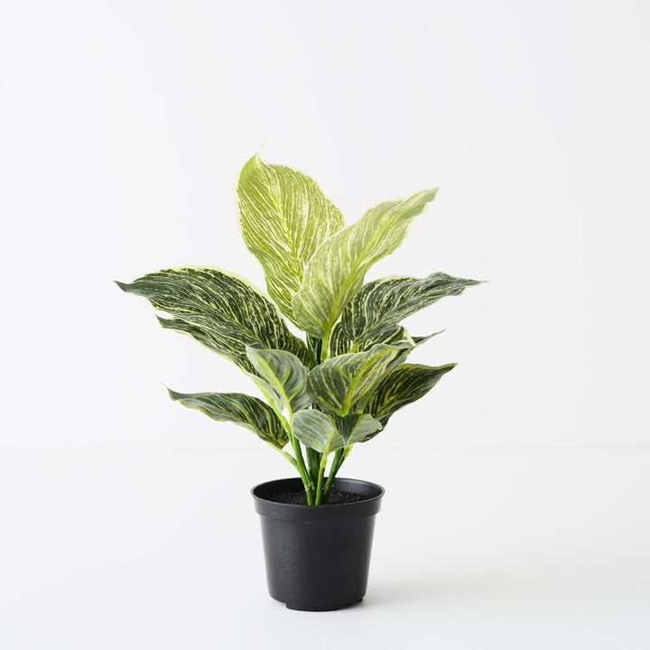 Artificial variegated dieffenbachia plant 35cm
