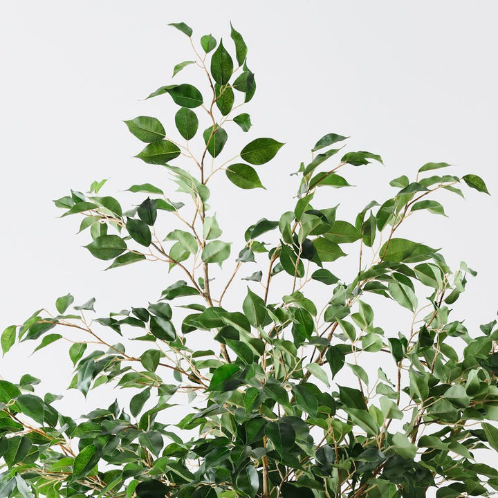 Artificial ficus tree 230cm – view 3