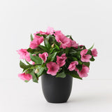 Impatiens Plant