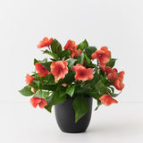 Impatiens Plant