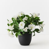 Impatiens Plant