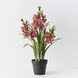 Cymbidium Orchid Plant
