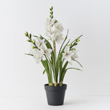 Cymbidium Orchid Plant