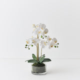 Phalaenopsis Orchid in Bowl
