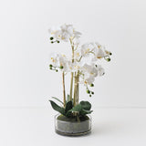 Phalaenopsis Orchid in Bowl