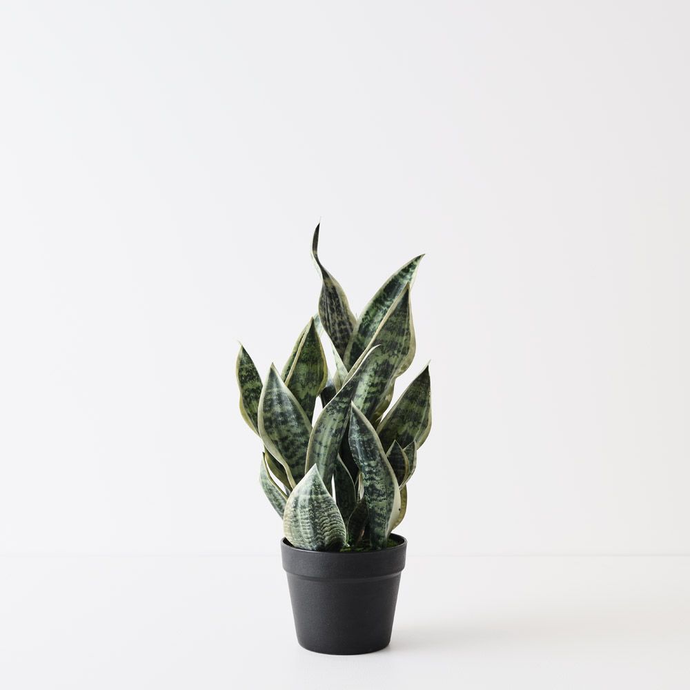 Artificial sansevieria snake plant 51cm, green and white