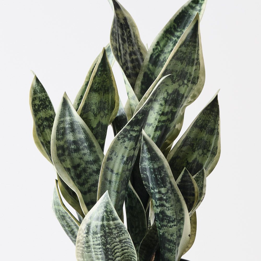 Artificial sansevieria snake plant 51cm, green and white – view 2