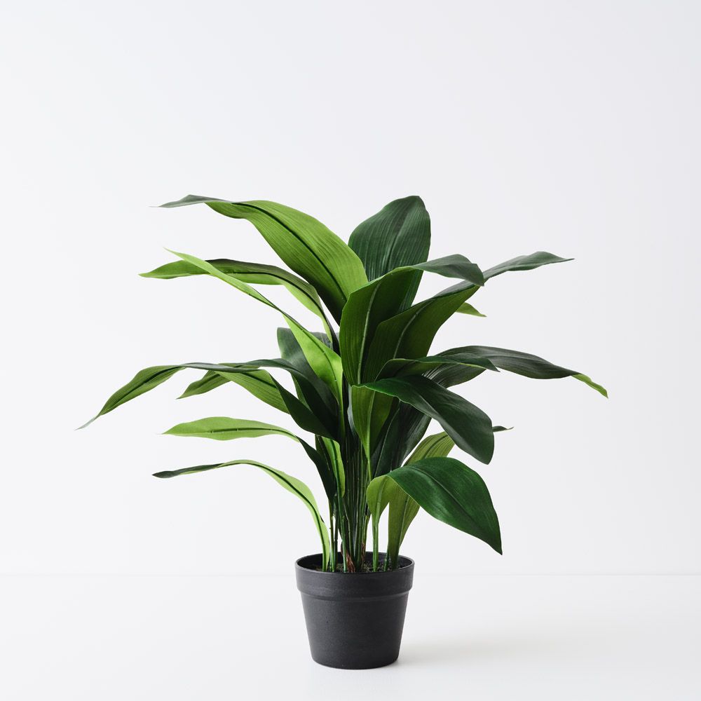 Artificial aspidistra plant 71cm