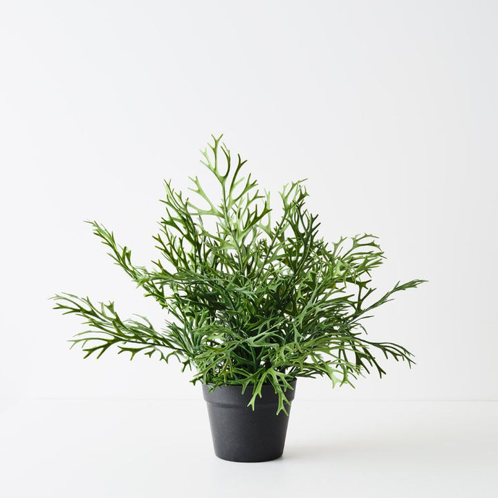 Artificial staghorn fern plant 53cm