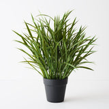 Grass Plant