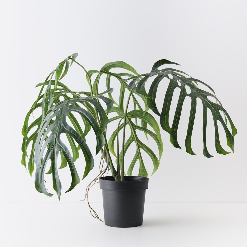 Artificial monstera dilacerata plant 80cm