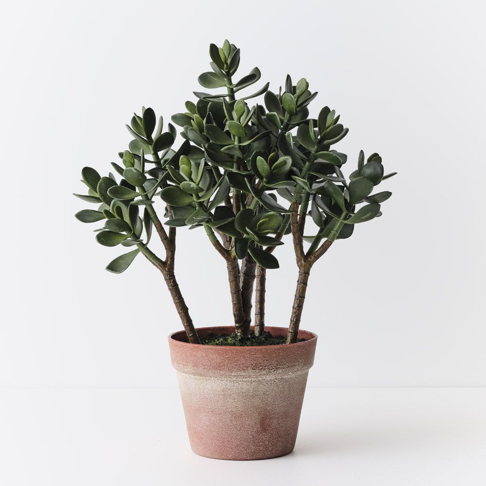 Artificial jade plant 50cm