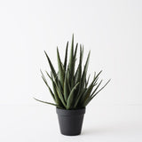 Aloe Vera Plant