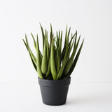 Aloe Vera Plant